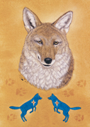 Coyote Image